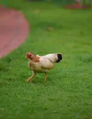 chiken radar interior detras