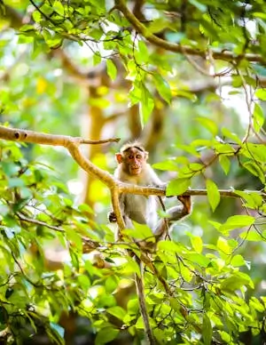 en las ramas radar interior