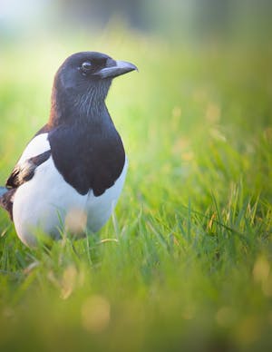 urraca radar interior quien es